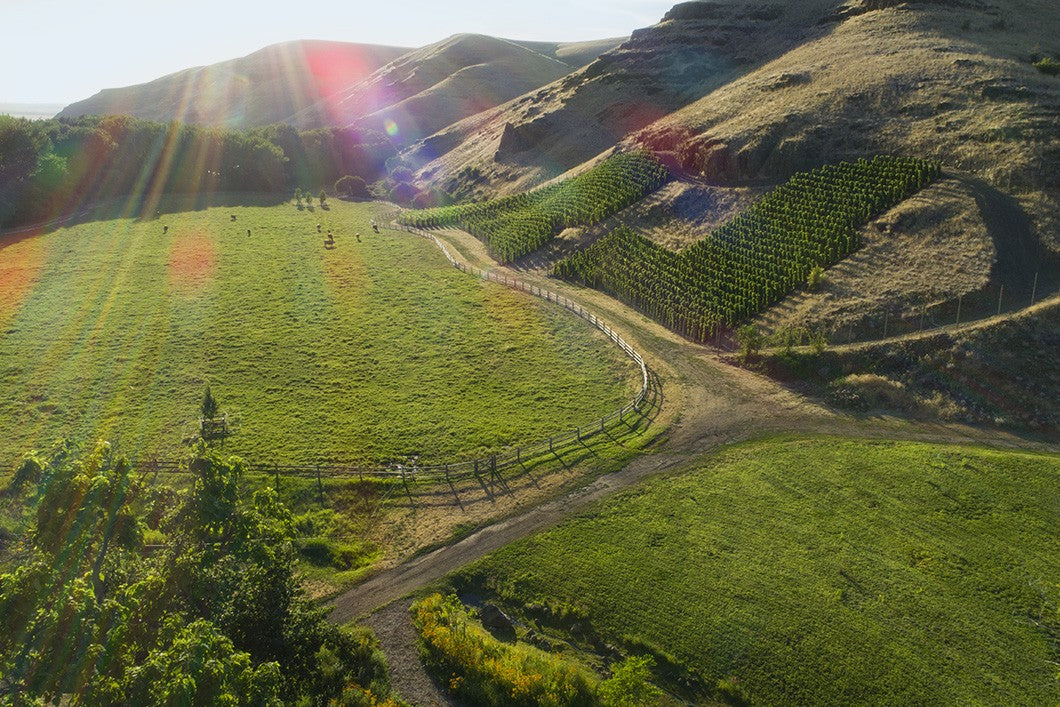 The Hors Categorie vineyard on its basalt slope above the pasture