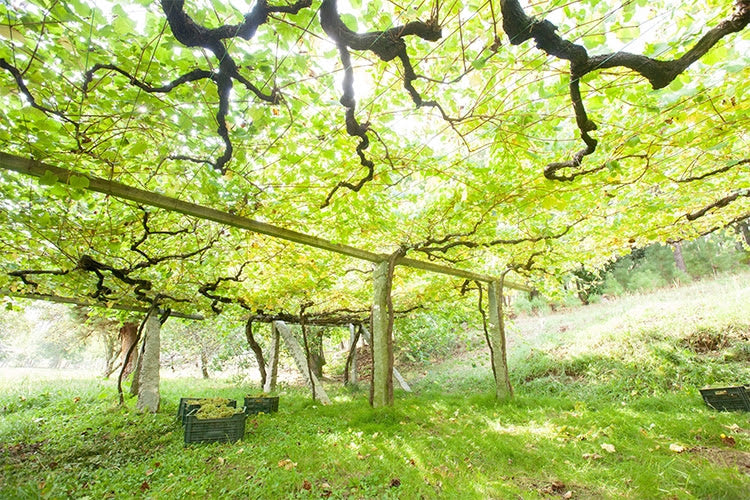 Ancient parral-trained Albarino vines in Val do Salnes with harvest crates below